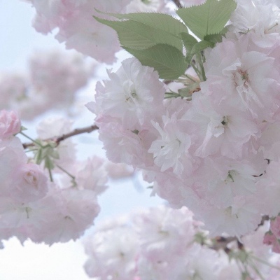 南安FurryQQ群介绍